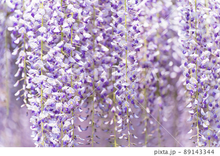 藤の花 藤の花 89143344