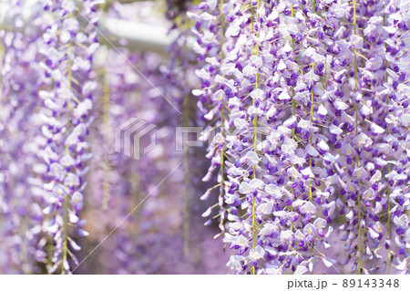 藤の花 89143348