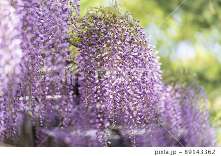 藤の花 89143362