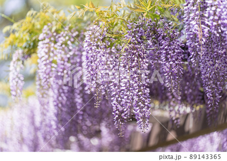 藤の花 藤の花 89143365