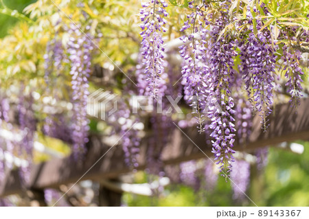 藤の花 89143367