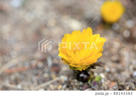 フクジュソウの花 89143383