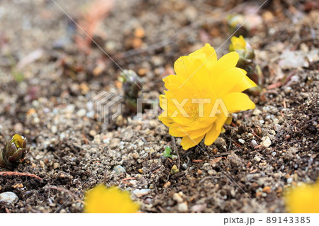 フクジュソウの花 89143385