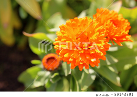 キンセンカの花 キンセンカの花 89143391