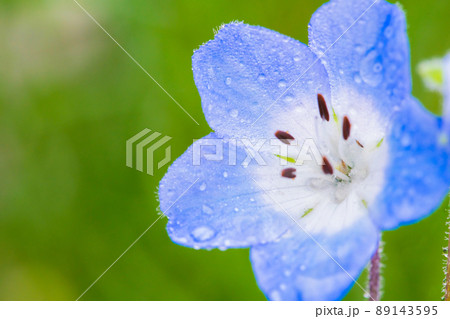 ネモフィラ ネモフィラ 89143595