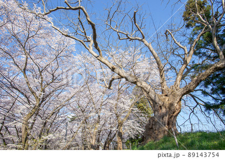 春の霞城公園 桜に囲まれるサイカチの巨樹 山形県 春の霞城公園 桜に囲まれるサイカチの巨樹 山形県 89143754