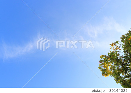 クスノキ 青空 雲 クスノキ 青空 雲 89144025