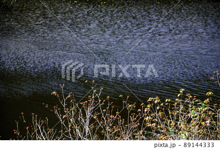 池のほとりのアカメガシワの新芽 池のほとりのアカメガシワの新芽 89144333