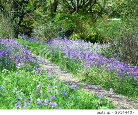 花大根の小径公園景色　＊横長長方形構図 89144407