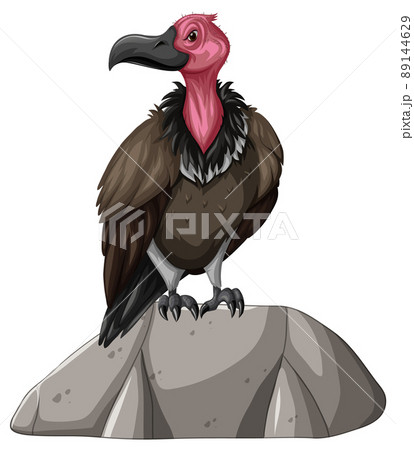Vulture standing on stone on white background Vulture standing on stone on white background 89144629