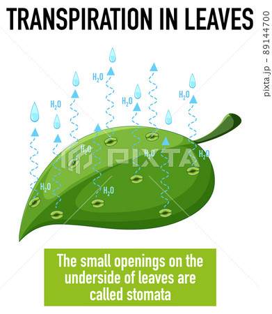 Science concept with transpiration in leaves Science concept with transpiration in leaves 89144700