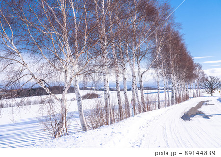 《北海道》冬の美瑛・白樺と雪原の大地 《北海道》冬の美瑛・白樺と雪原の大地 89144839