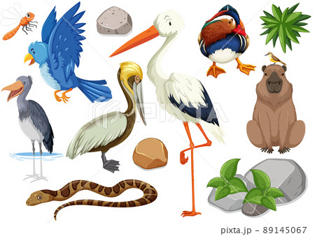 Different kinds of wild animals collection Different kinds of wild animals collection 89145067