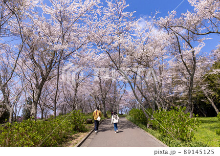 紫雲出山（しうでやま）の桜（香川県三豊市） 89145125