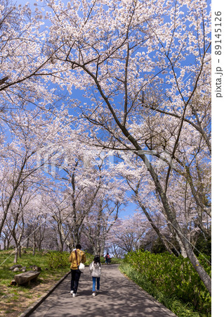 紫雲出山(しうでやま)の桜(香川県三豊市) 紫雲出山(しうでやま)の桜(香川県三豊市) 89145126