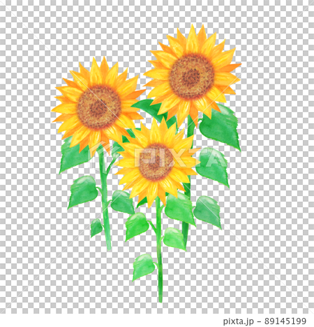 色鉛筆画 向日葵に囲まれて ａ２ 額付き 手描き 原画 向日葵 花 Yotto Www Dpsfsd Edu Pk