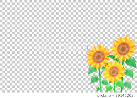 Illustration material: Sunflower flower field and white background hand-painted with watercolors 3 / multiple / large flowers 89145202