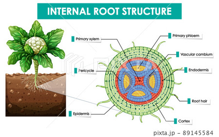 Diagram showing internal root structure Diagram showing internal root structure 89145584