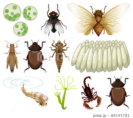 Different Kinds Of Insects And Animals On White のイラスト素材
