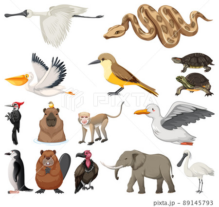 Different kinds of animals collection Different kinds of animals collection 89145793