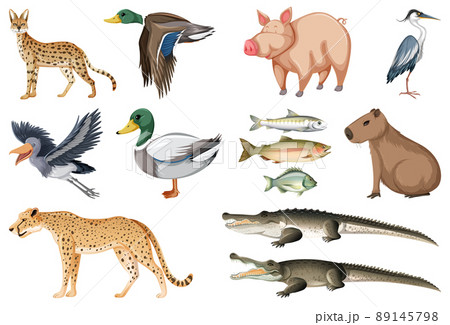 Different kinds of animals collection 89145798