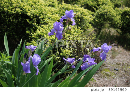 あやめ 節句の花 あやめ 節句の花 89145969
