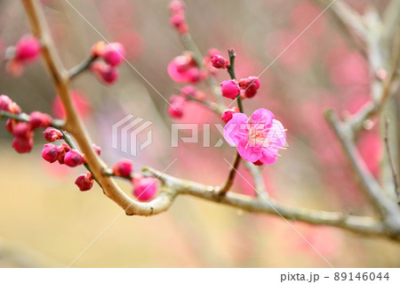 梅の花 大盃 梅の花 大盃 89146044