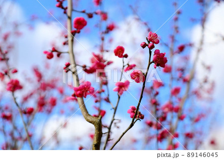 梅の花 紅梅一重 梅の花 紅梅一重 89146045