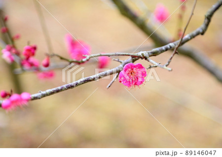 梅の花　紅梅一重 89146047