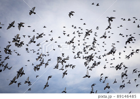 flock of speed racing pigeon flying against cloudy sky flock of speed racing pigeon flying against cloudy sky 89146485