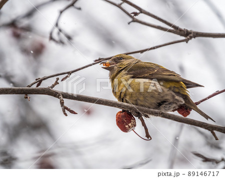 Red Crossbill female sitting on the tree branch and eats wild apple berries. Crossbill bird eats berries. 89146717