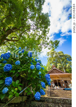 大分県九重町の宝八幡宮のアジサイ 大分県九重町の宝八幡宮のアジサイ 89146884