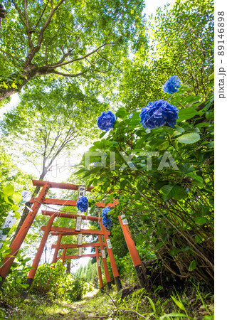 大分県九重町の宝八幡宮のアジサイ 89146898