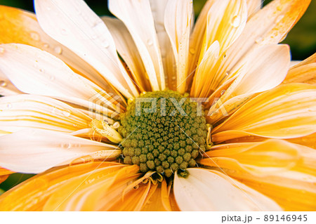 Vibrant orange macro daisy with bright lighting 89146945