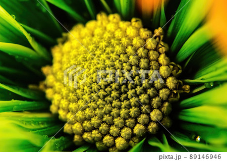 Green daisy shows close up of pollen Green daisy shows close up of pollen 89146946