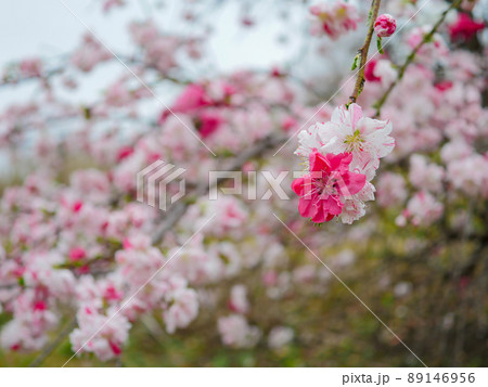 花桃3　源平枝垂 89146956