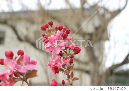 クラブアップルの花 89147109