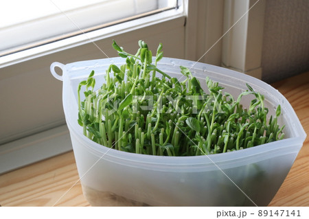 豆苗 豆苗 89147141