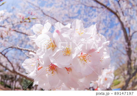 桜のブーケ 桜のブーケ 89147197