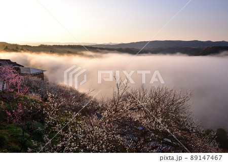 月ヶ瀬梅林の雲海 月ヶ瀬梅林の雲海 89147467