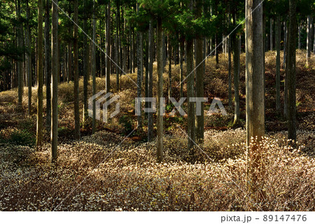 美杉のミツマタ群生 美杉のミツマタ群生 89147476