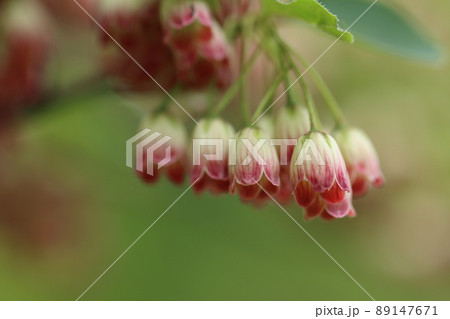 サラサドウダン 89147671