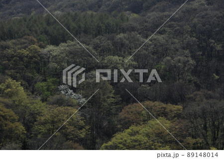 長野市茂菅　新緑 89148014