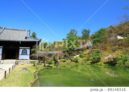 春の高台寺庭園　新緑とシャクナゲの花 89148316