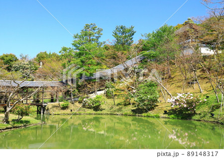 春の高台寺庭園　新緑とシャクナゲの花 89148317