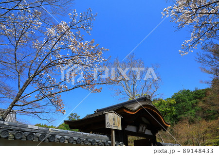 春の高台寺庭園　青空と満開の桜 89148433