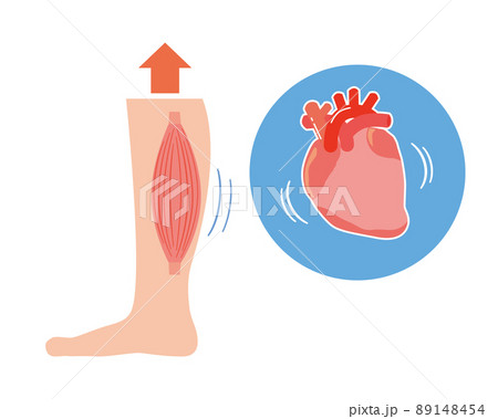 ふくらはぎと心臓のポンピングイメージ 89148454
