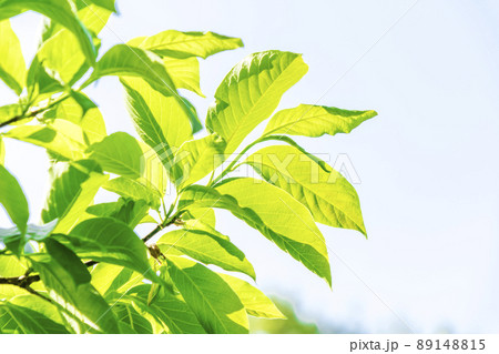 新緑と青空 新緑と青空 89148815