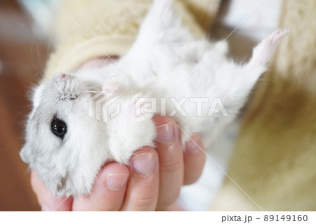 仰向けになってくつろぎながら飼い主を見つめるジャンガリアンハムスター 89149160