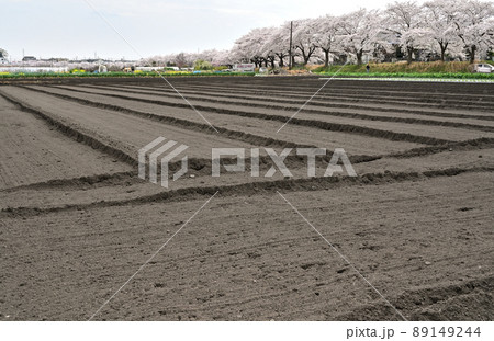 見沼田圃:農耕地 見沼田圃:農耕地 89149244